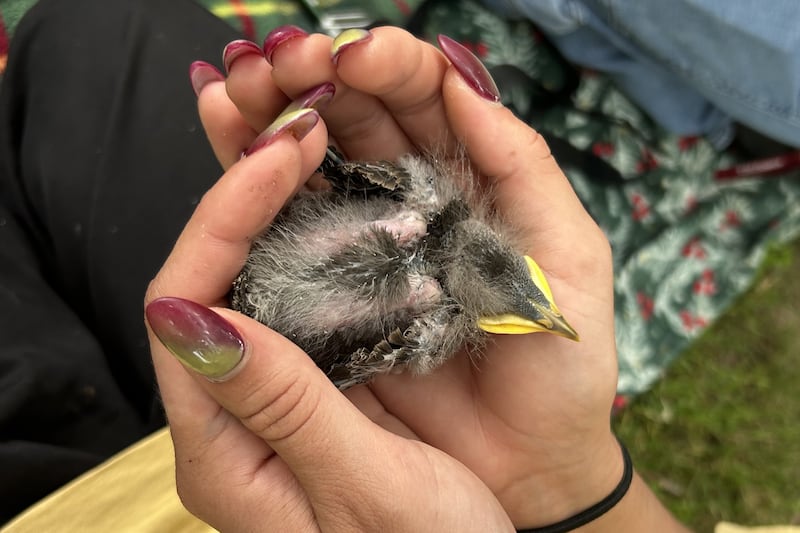 Saint Mary’s University students study European Starlings on campus