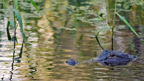 Fisherman, 71, killed by 3.7-metre alligator alongside Florida lake
