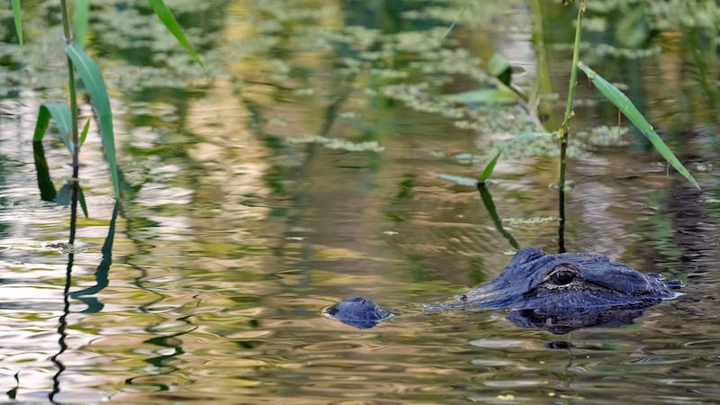 Fisherman, 71, killed by 3.7-metre alligator alongside Florida lake