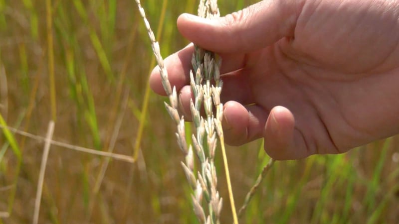 This grain could make farming cheaper and easier, researchers say