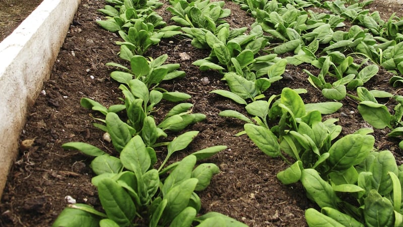 Live longer and eat greener: Study links lung health to leafy greens