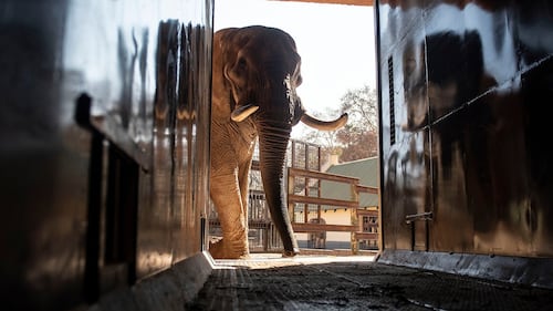 Animal welfare groups say 3 South African zoo elephants are depressed and sue to move them
