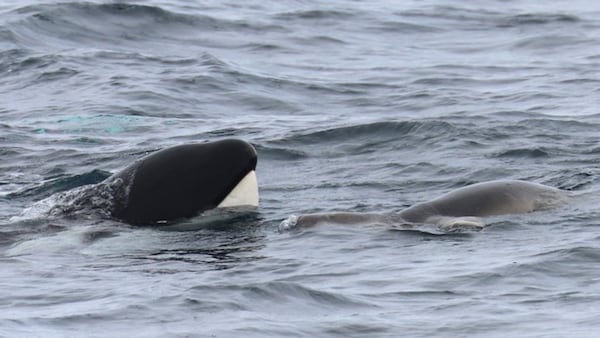 Study sheds new light on West Coast’s mammal-eating killer whales