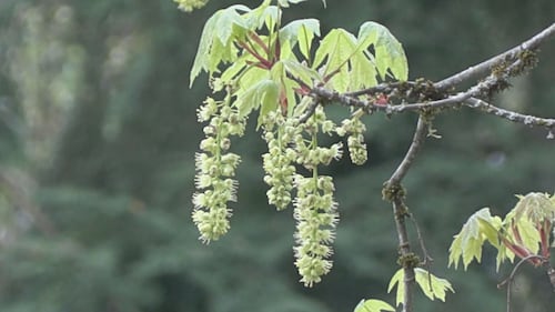 Longer allergy season due to climate change, experts say