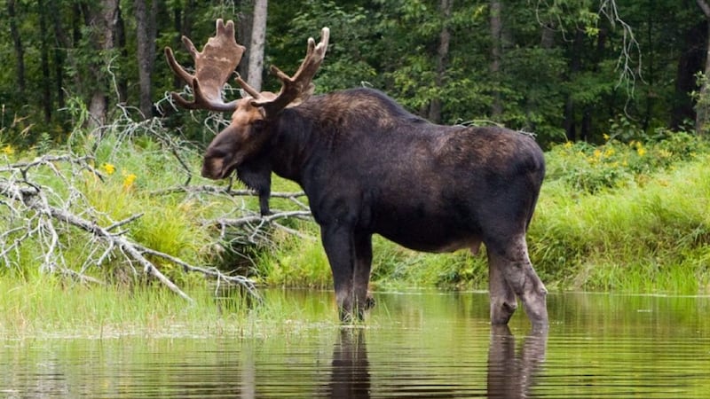 B.C. man gets $7K fine, 3-year hunting ban for illegally killing moose