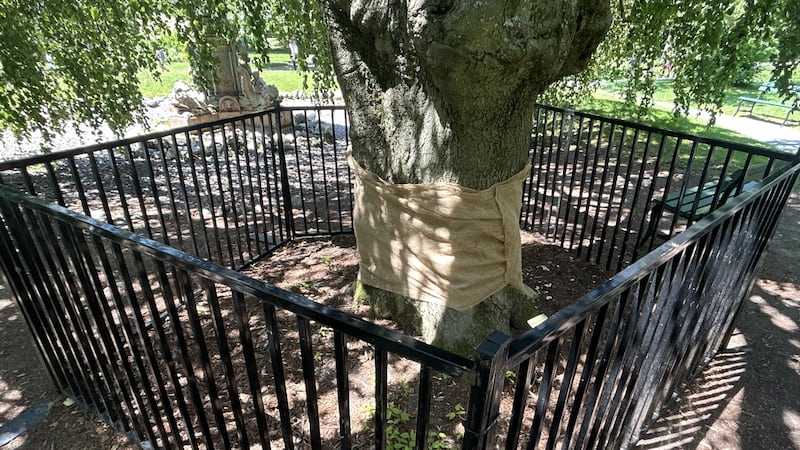 Halifax tree vandalized for second time in four years