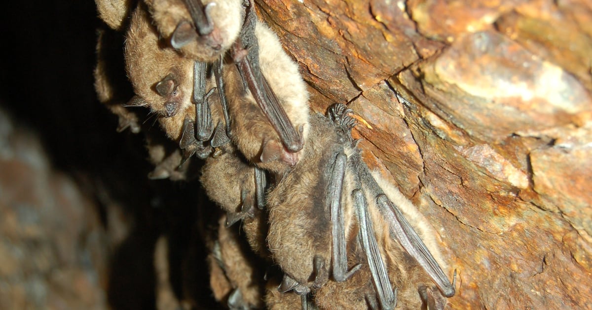 After disease ripped through bat populations, people are starting to see them again. Hereβs why. - CTV News