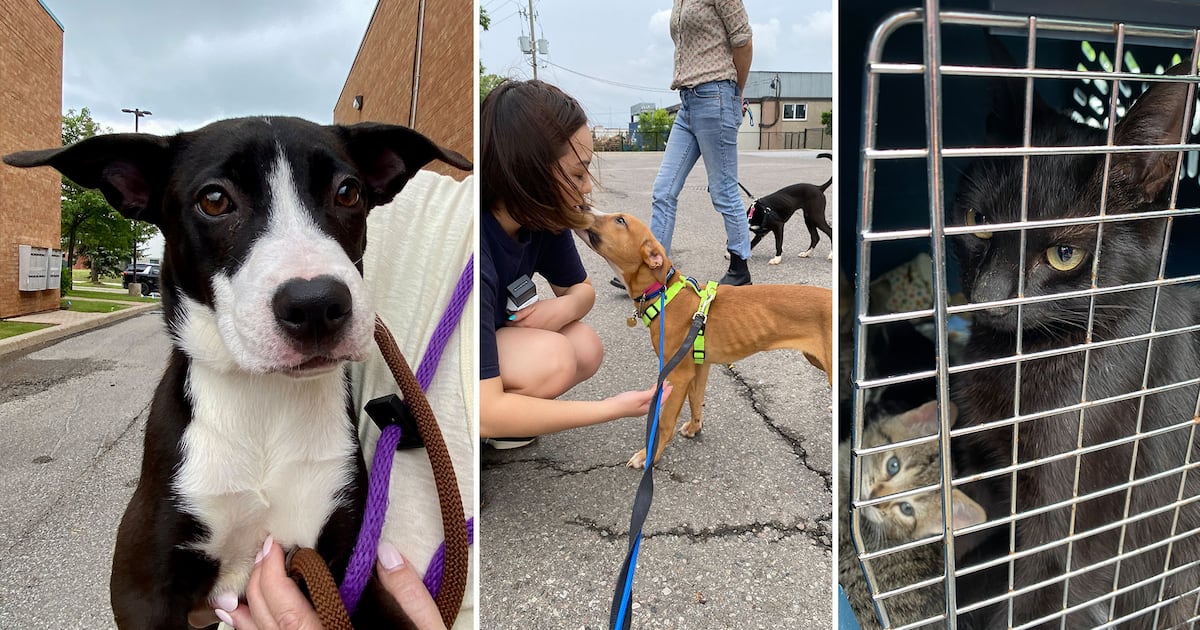 Rescues in Ontario dealing with ‘crisis situation' while attempting to save animals from wildfires