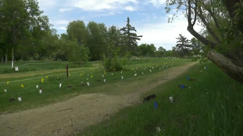 Cathedral neighbourhood volunteers lant hundreds of trees to grow urban forest