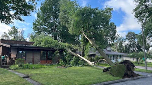 Ottawa residents cleaning up after latest summer storm knocks out power, brings down trees