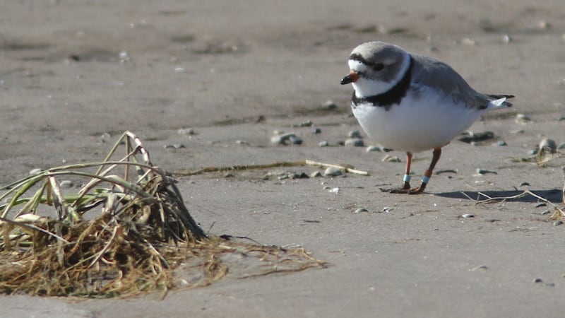 Wasaga Beach collaborating with Birds Canada to protect endangered Piping Plovers