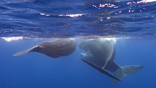 Underwater robot tracks sperm whale conversations in real time
