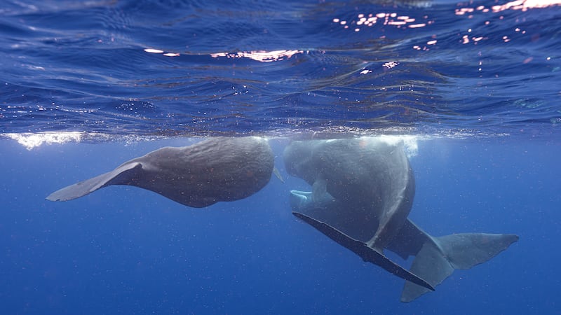 Underwater robot tracks sperm whale conversations in real time