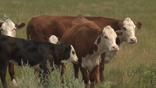 Ranchers feel the effects as cattle prices climb by 20% over the past year