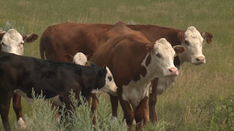 Rising cattle costs driving up beef prices, with relief still years away
