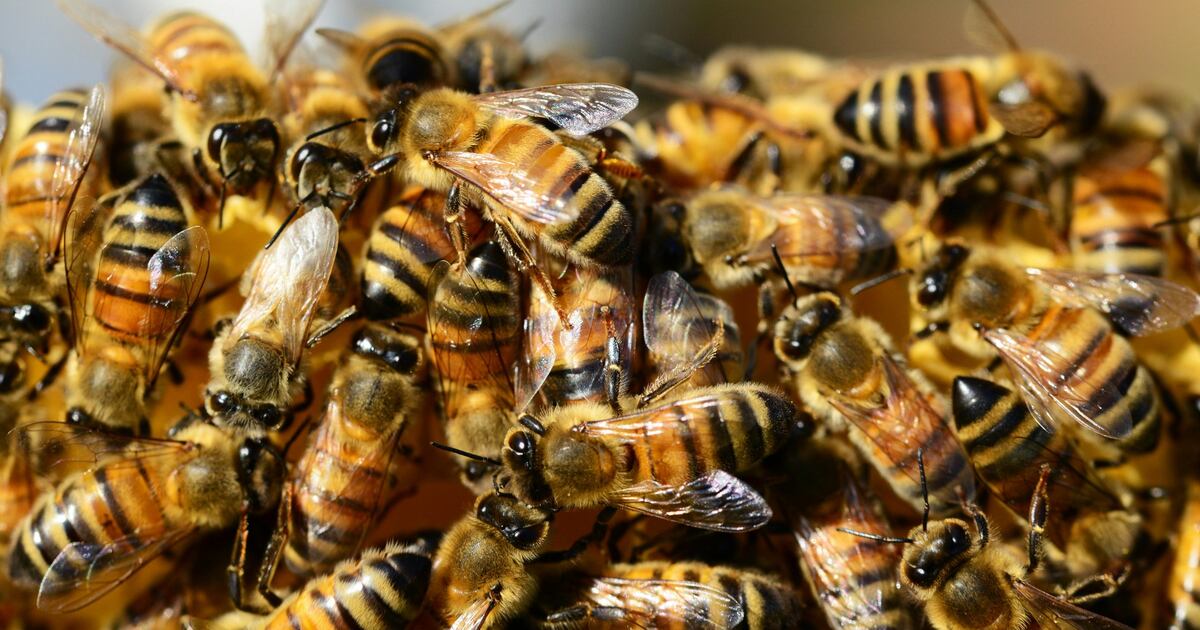 Teenager in Unfall verwickelt, der Millionen von Bienen auf die Autobahn ...
