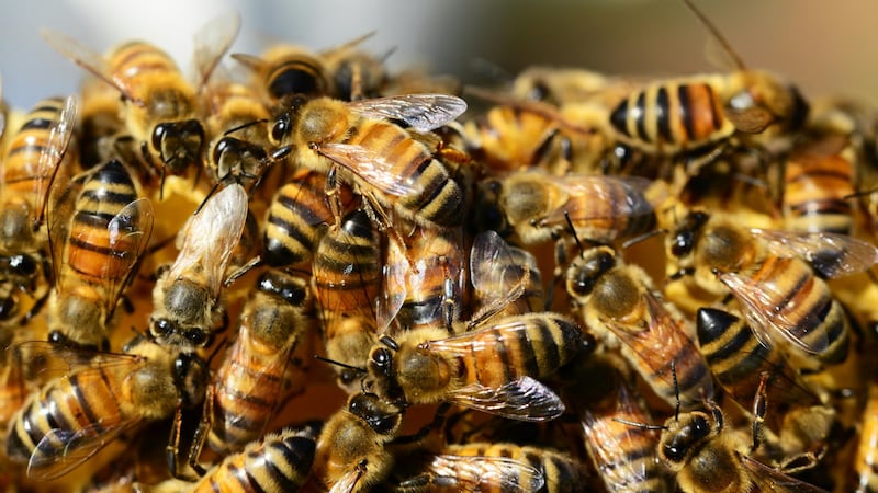 Teen driver involved in crash that let loose millions of bees onto highway