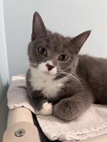 32 cats abandoned outside B.C. SPCA