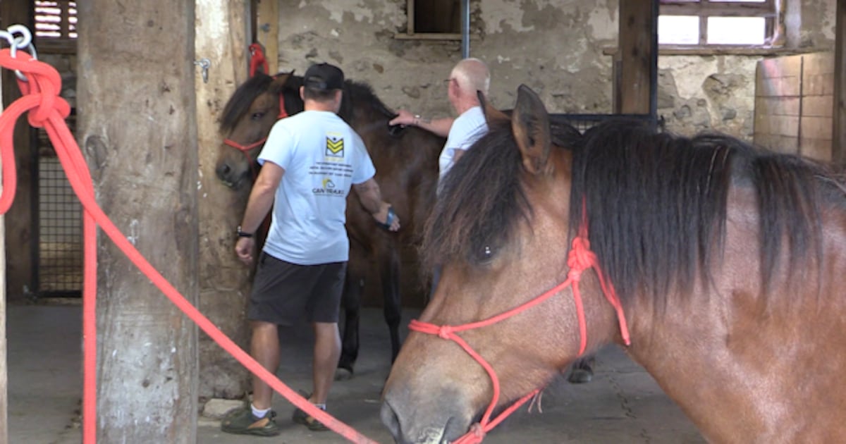First Responder Raises Awareness and Funds for PTSD Support in Ontario Through Equine Therapy