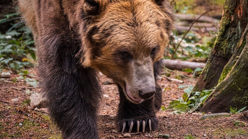 Grizzly bear attack injures hiker in B.C.’s Shuswap region
