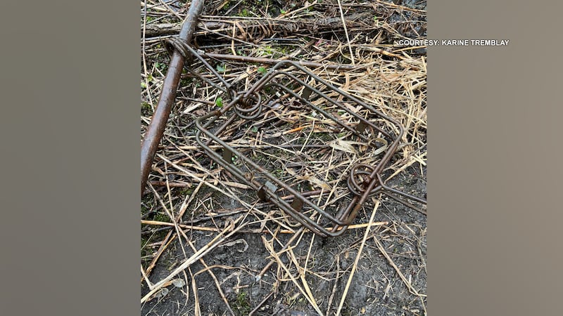 Greely, Ont. residents outraged after beaver killed with lethal trap