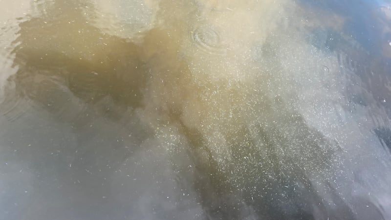Sask. stocks lakes with millions of walleye each year. Only a small percentage actually survive