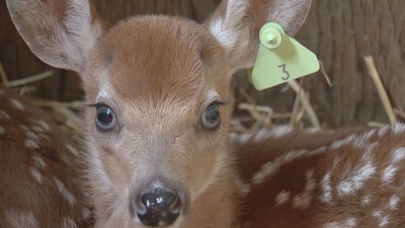 N.S. wildlife rehabilitation centre sees influx of orphaned white-tailed deer