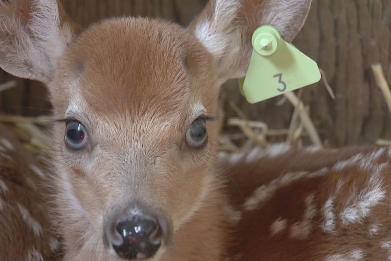 N.S. wildlife rehabilitation centre sees influx of orphaned white-tailed deer