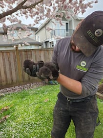 Baby river otter removal