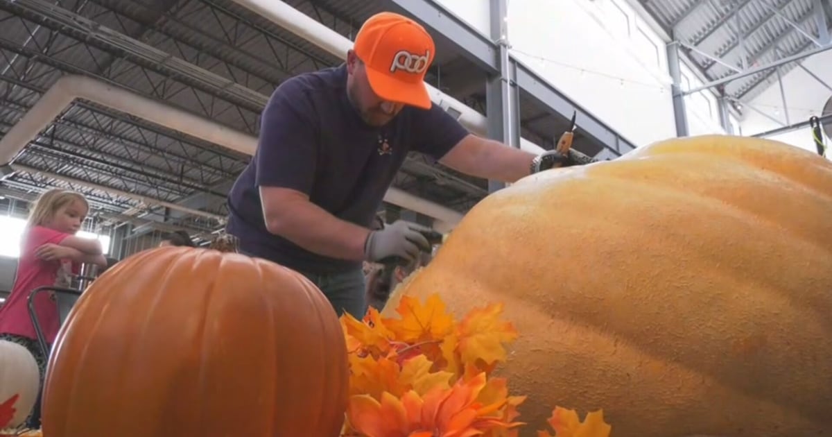 Calgary farmers markets fill with a few colossal pumpkins - CTV News
