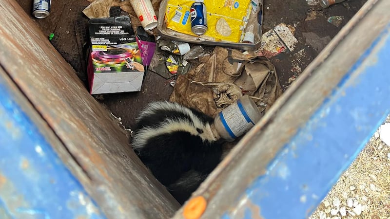 Skunk found in dumpster with plastic container on its head