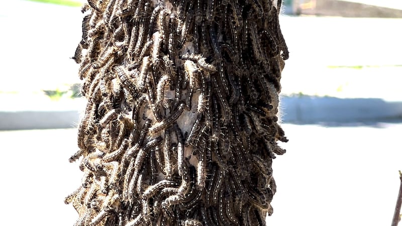 ‘It can be somewhat discomforting for folks’: Why Alberta is seeing a tent caterpillar boom right now