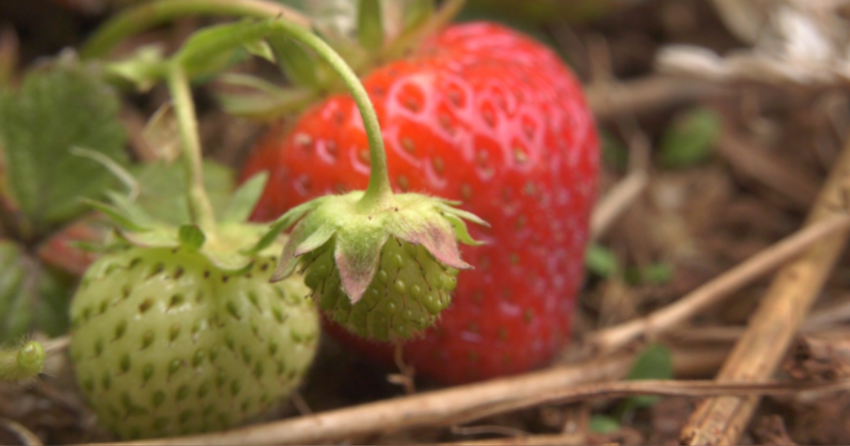 Waiting for local strawberries? They may arrive late and cost more