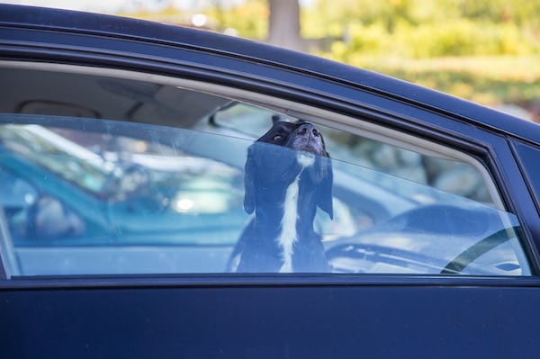 $300 fine for pets left in hot cars up for debate at London committee meeting