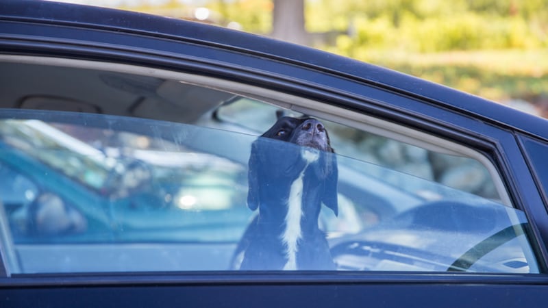 $300 fine for pets left in hot cars up for debate at London committee meeting