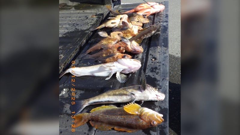 Anglers fined $8,750 for illegal fishing on Vancouver Island