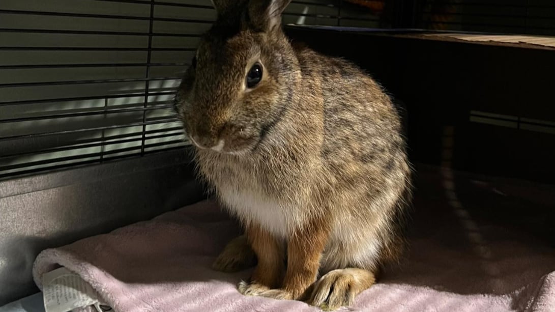 Co Fungus Rabbits Cottontail rabbit recovers at wildlife centre after fungal parasite attack