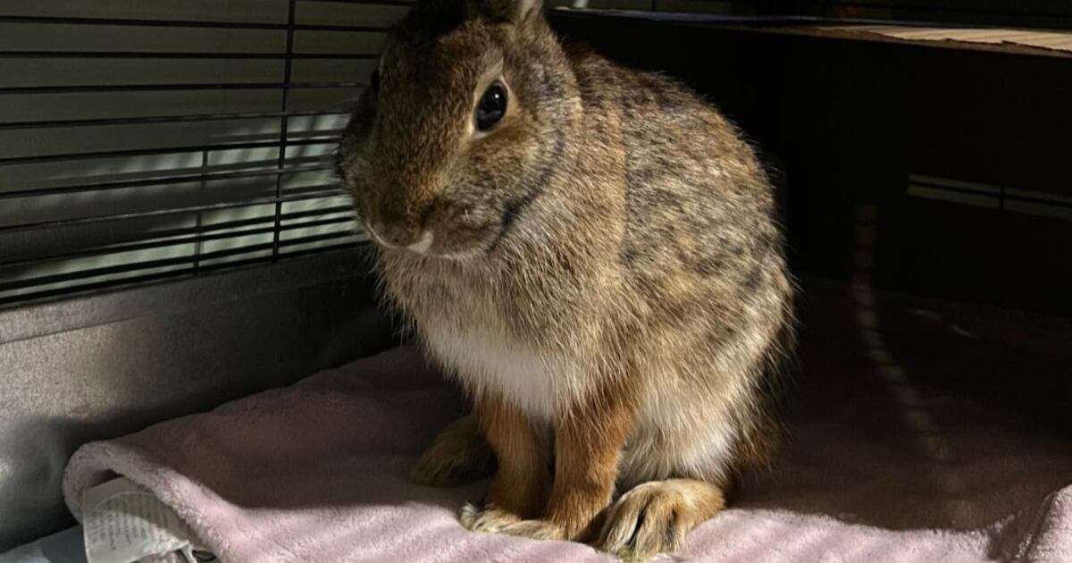 Cottontail rabbit recovers at wildlife centre after fungal parasite attack