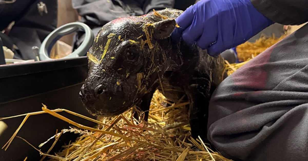 Endangered pygmy hippopotamus born at Toronto Zoo