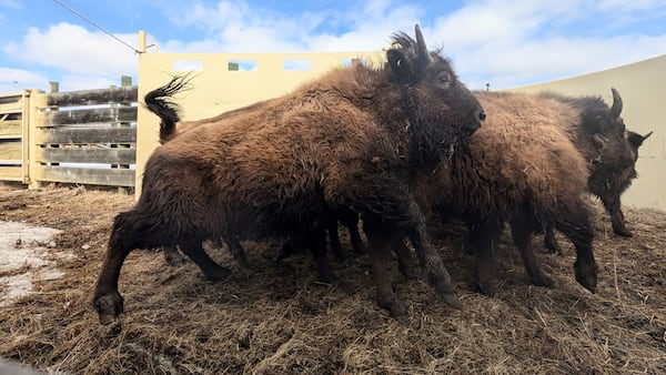 44 wood bison headed to Alaska from Elk Island National Park