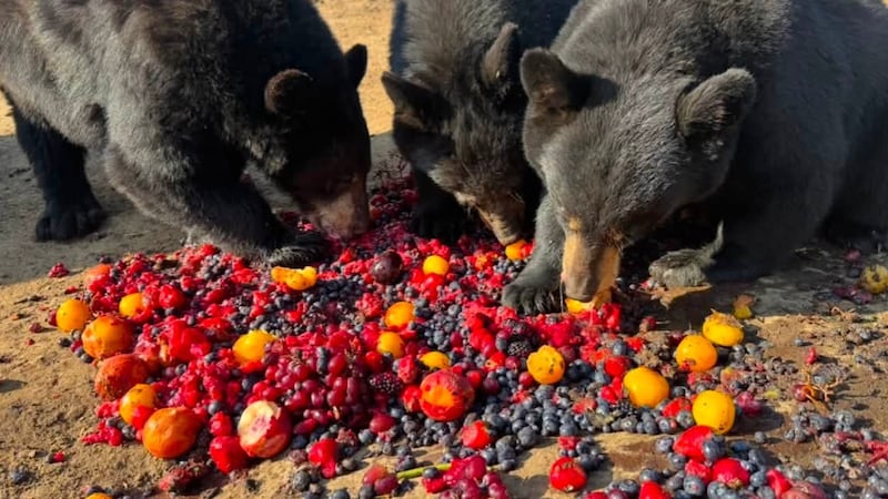IN PICTURES: Berry hungry black bears strike fruit jackpot