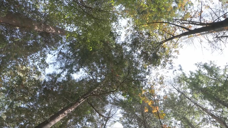 Vancouver’s tree canopy is expanding to help protect from extreme heat