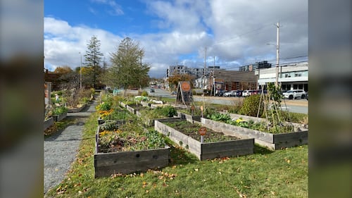 Planter boxes are pictured at the Common Roots Urban Farm in Halifax, N.S. (Vanessa Wright / CTV Atlantic)
