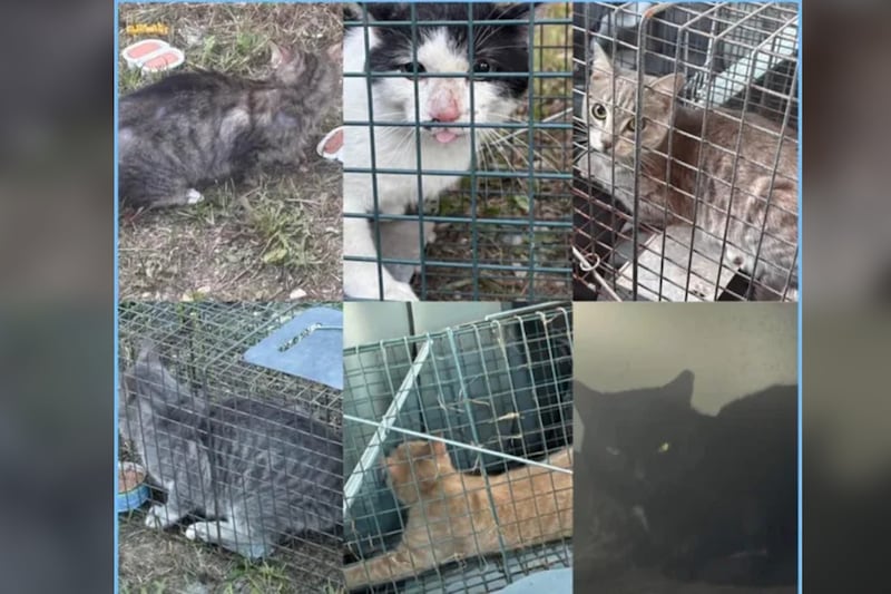 Winnipeg couple helps rescue 50 cats from alley
