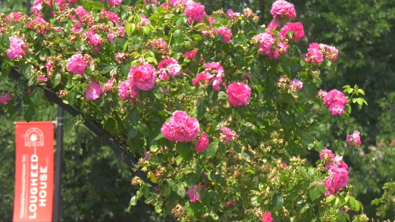 Lougheed House hosts annual Beaulieu Flower and Artisan Market