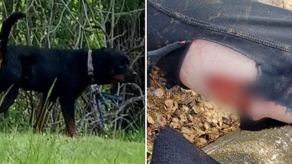 City says rottweilers involved in east London attack were already known to animal control