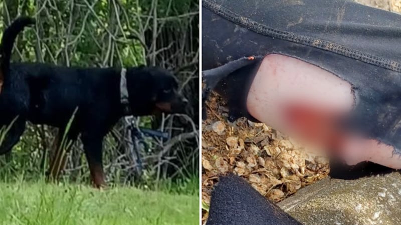 Dogs involved in London attack were already on muzzle order, known to animal control