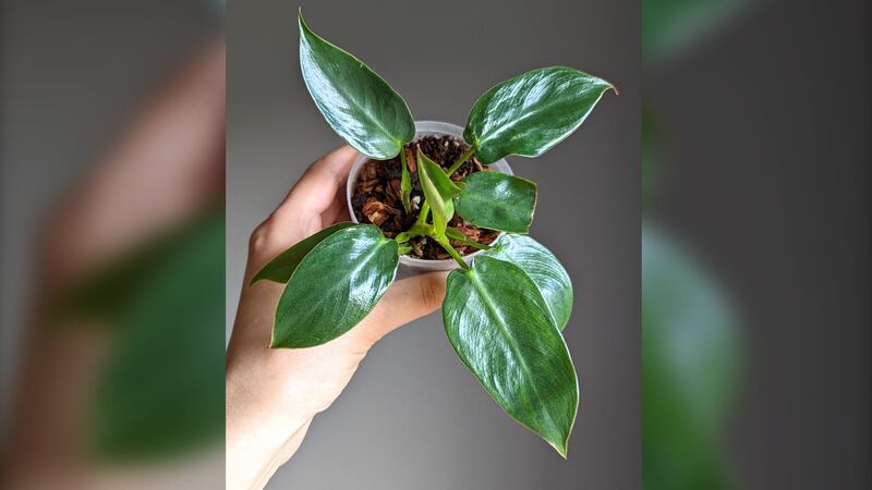 indoor peace lily plants Easy to Grow Spathiphyllum Peace Lily Houseplant  Easy To Grow Bulbs
