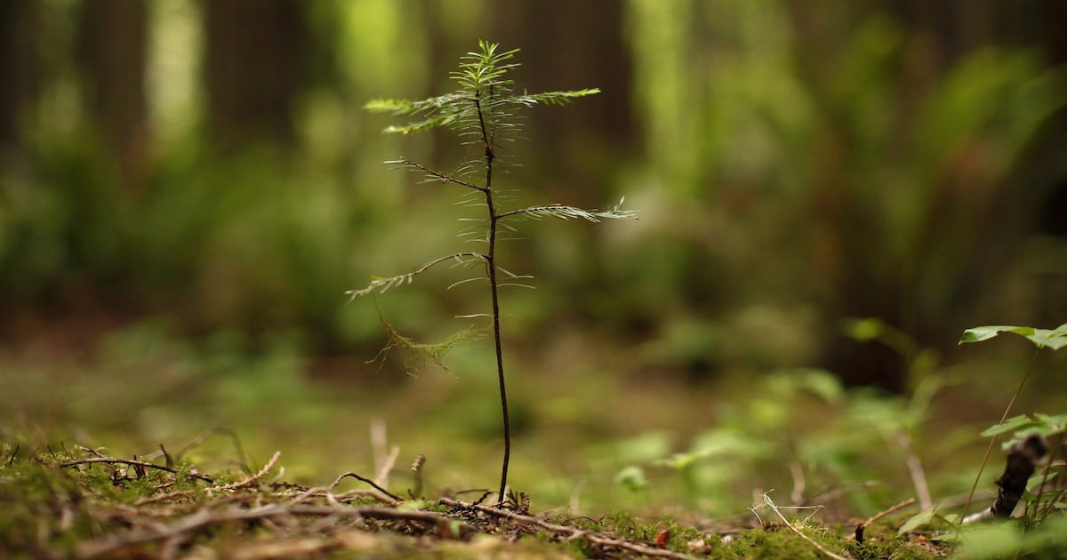 Canada 2 billion Tree Program Update canada-2-billion-tree-program-update