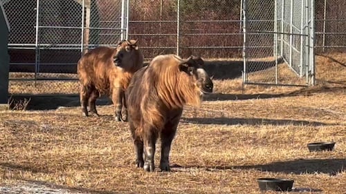 Sichuan Takin at the Edmonton Valley Zoo Nov. 24, 2025. (Sasha Pietramala/CTV News Edmonton)